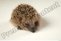  Hedgehog - Erinaceus europaeus #  2